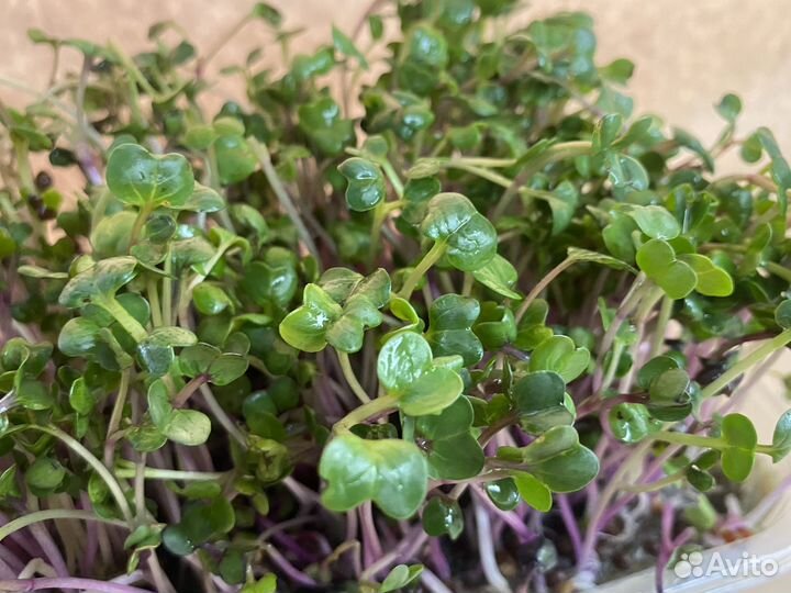 Микрозелень редис чайна роуз