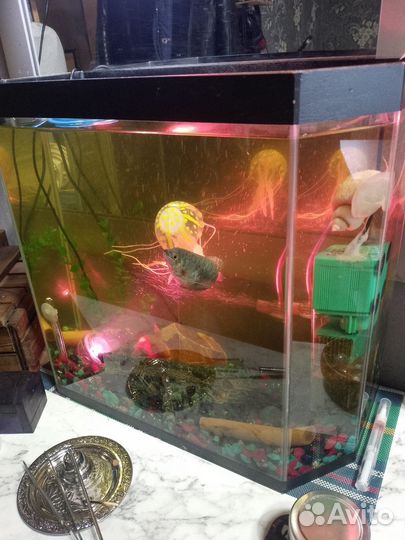 Аквариум и рыбки