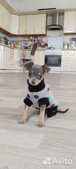 Мини той-терьер вязка