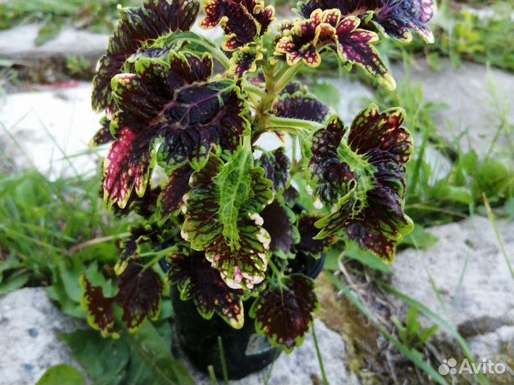 Цветы комнатные. Колеус