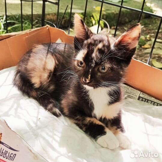 Котенок-девочка ищет дом