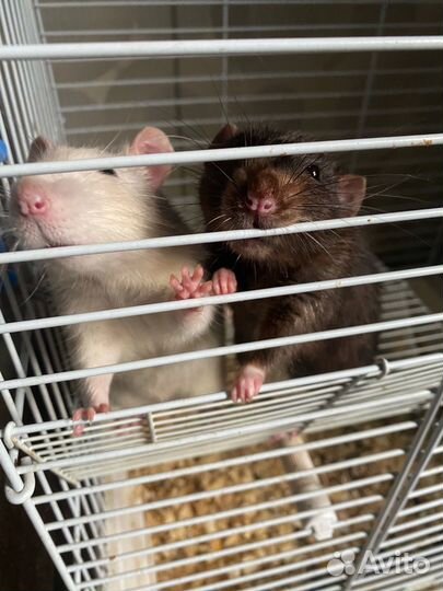 Крыса с клеткой