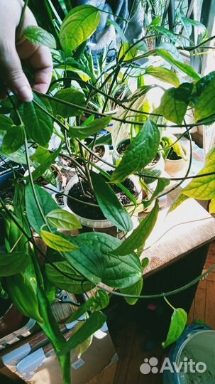 Клеродендрум