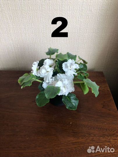 Фиалка белая