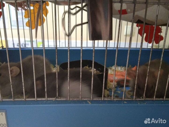 Декоративные крыски