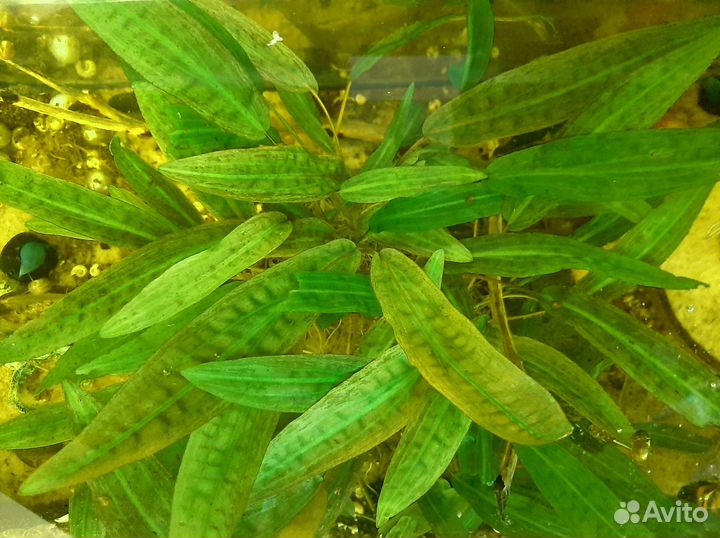 Аквариумные растения