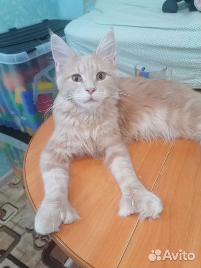 Мейн-кун полидакт девочка