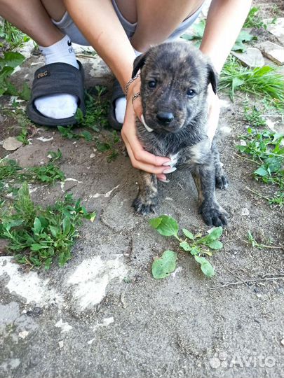 Щенят в добрые руки
