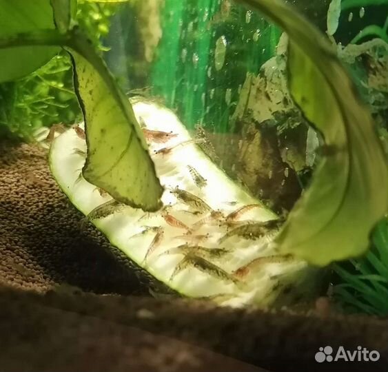 Продам креветок аквариумных