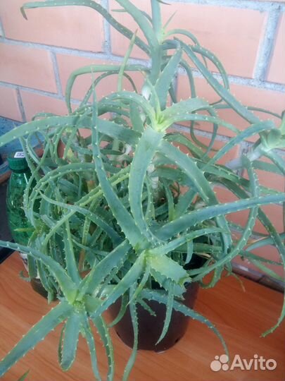 Алоэ столетник