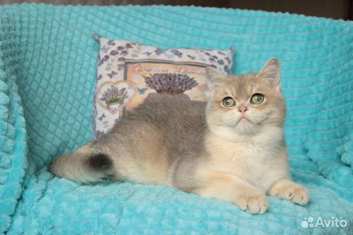 Котик голубое золото