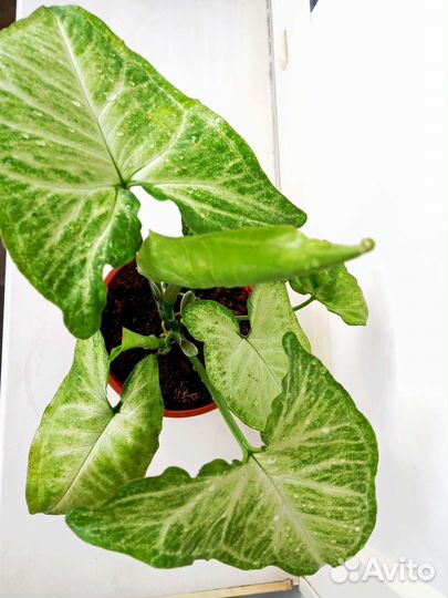 Сингониум ножколистный