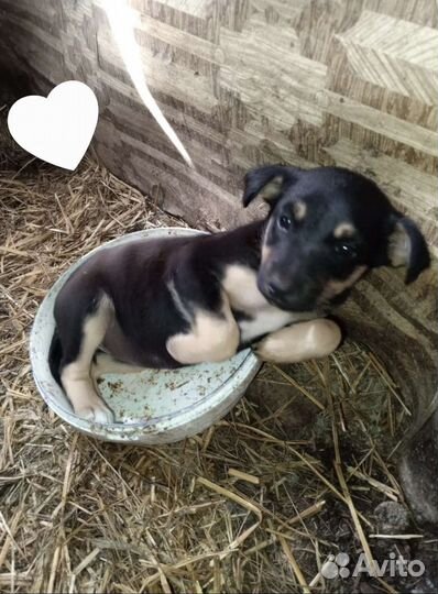 Чудная девочка, стерилизуем как подрастет