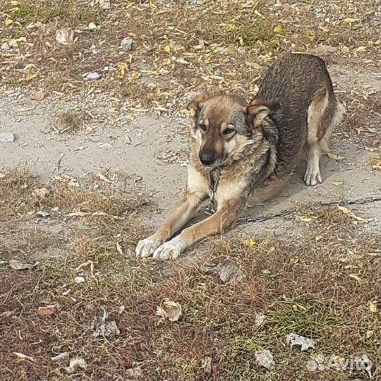 Собачка Альфа останется бездомной