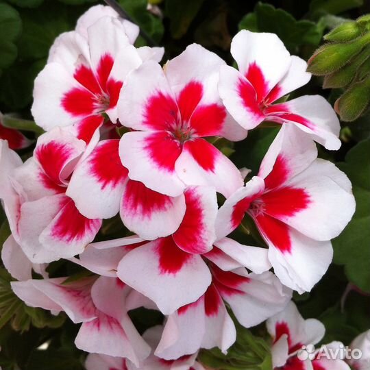 Пеларгония герань