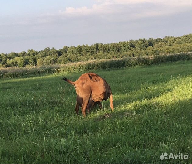 Козы дойные, козочки высокоудойных коз