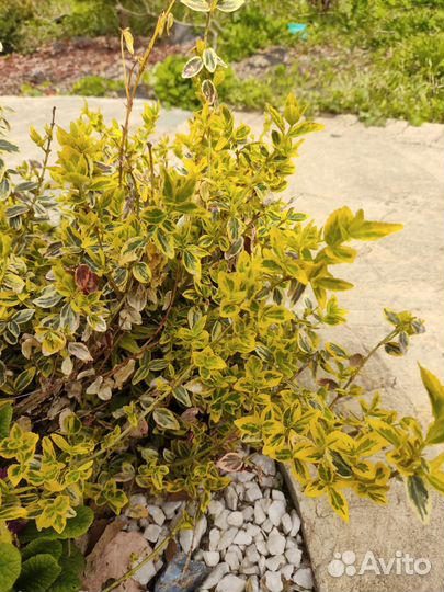 Бересклет форчуна