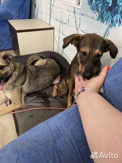 Воспитание и дрессировка щенка