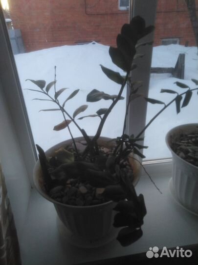 Замиокулькас