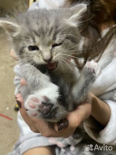 Котики бесплатно в добрые руки