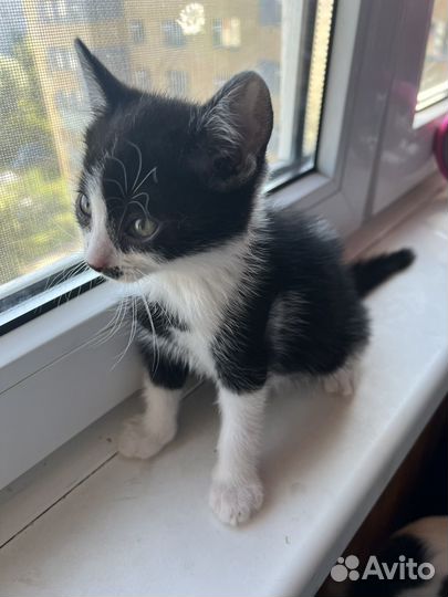 Котенок