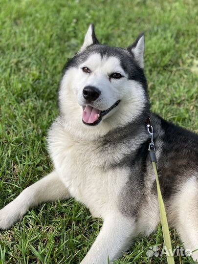 Вязка, чистокровный хаски мальчик
