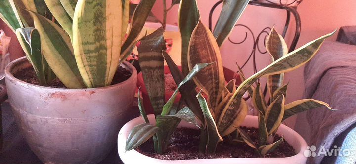 Сансевиерия