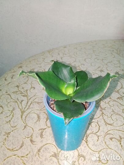 Сансевиерии