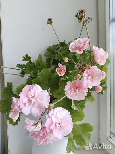 Пеларгония