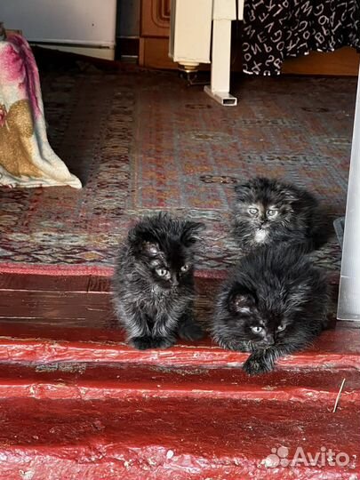 Котята в добрые руки даром