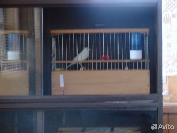 Русская канарейка овсяночного напева