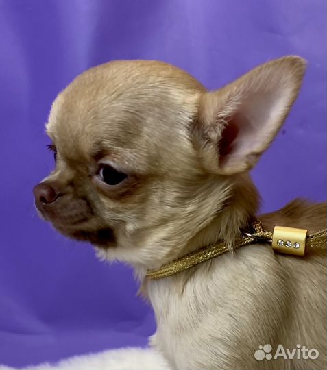 Лас Вегас мальЧиш