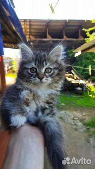 Отдам кошечку