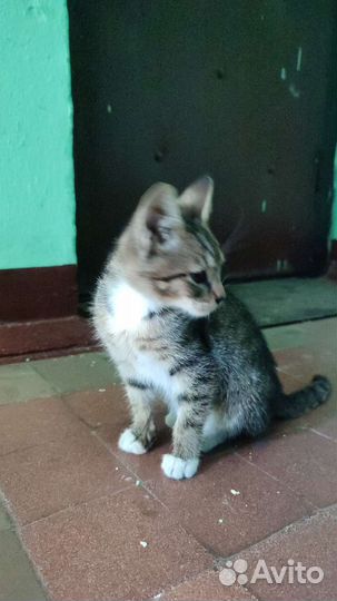 Котик в дар