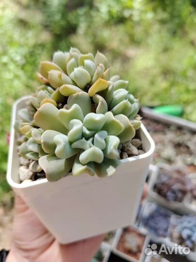 Суккуленты на срез