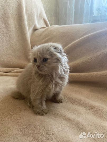 Котенок вислоухий