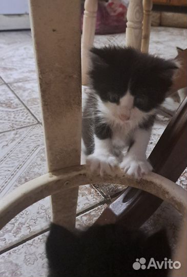 Мини Персы classic