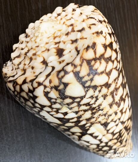 Морские ракушки раковины