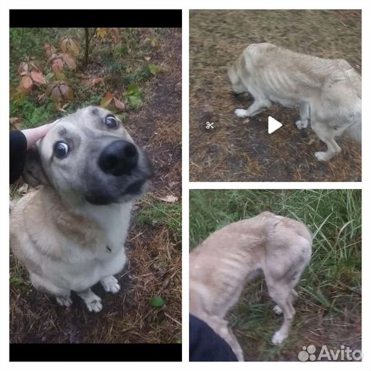 Нужен дом тощему пёсика очень