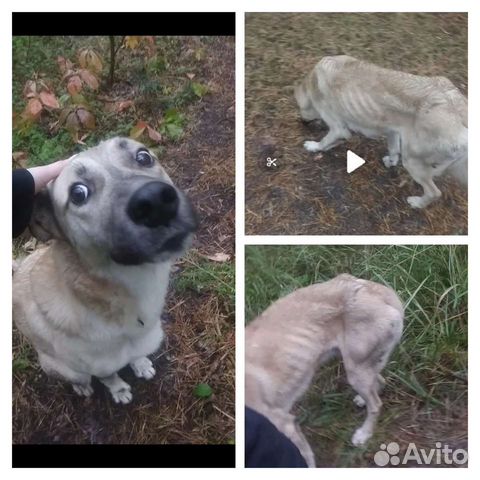 Нужен дом тощему пёсика очень