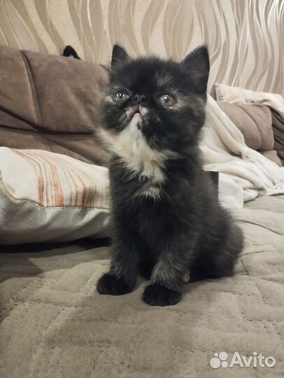 Экзотические котята