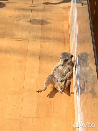 Сурикат Девочка