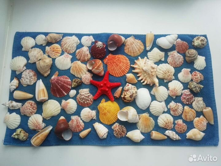 Набор ракушек
