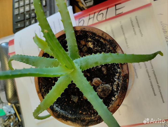 Пилея, сингониум, денежное дерево