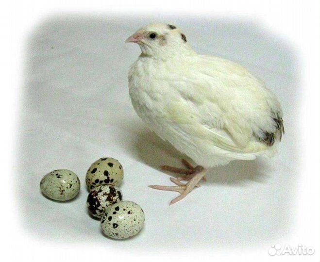 Перепелиные яйца на инкубатор