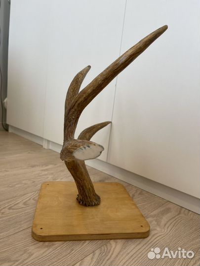 Продам рога Лося