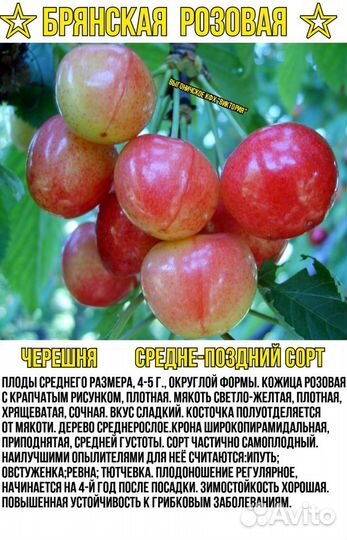 Саженцы, черешня, вишня, яблони, груши, слива, пер