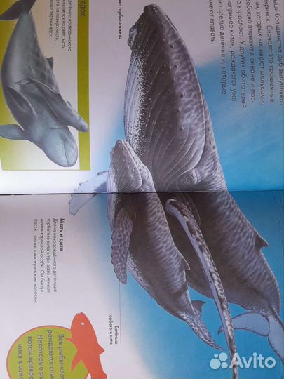 Животные лучшая энциклопедия для малышей