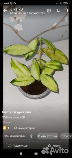 Укорененные черенки хои