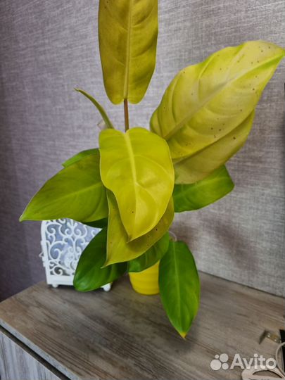 Филодендрон Малай Голд